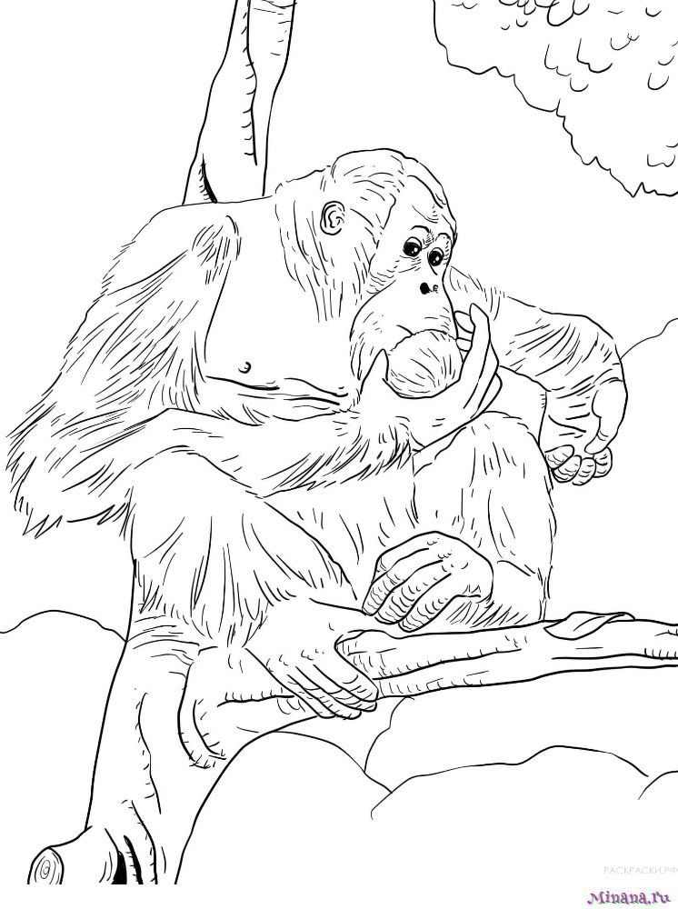 Раскраска орангутан
