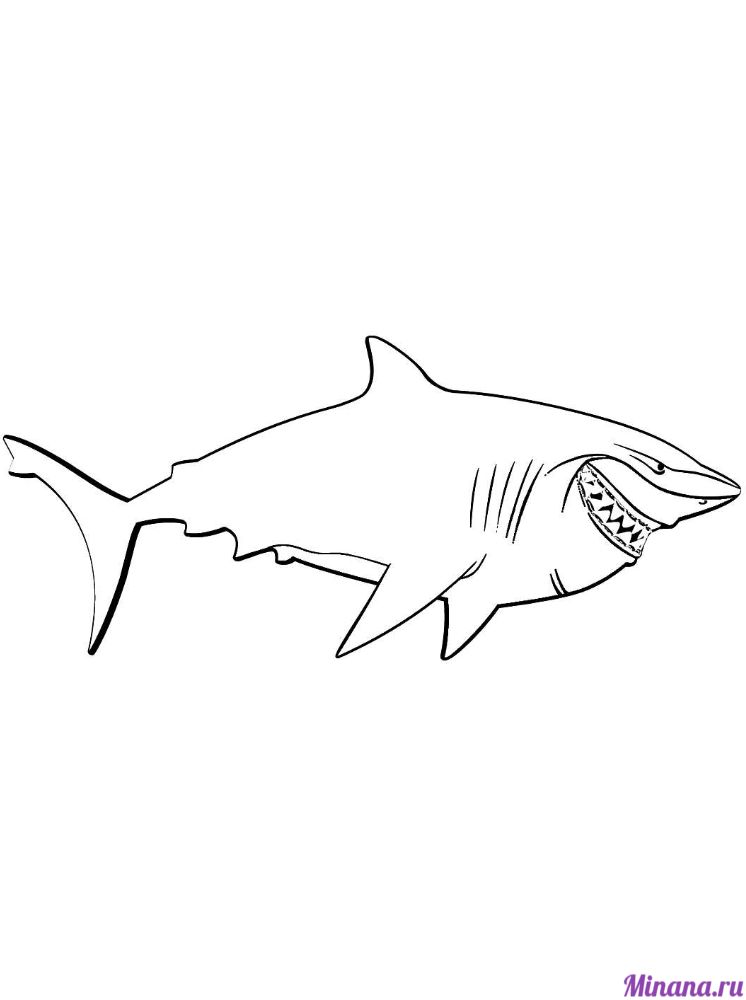 Раскраска акула